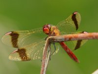 geb. Heidelibelle (M)